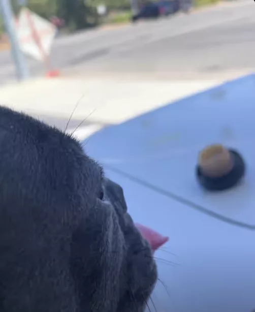 To All Dog Lovers on TikTok: Forgot to get some gas on your way back from work? Don’t you worry, your pooch got your back !!!